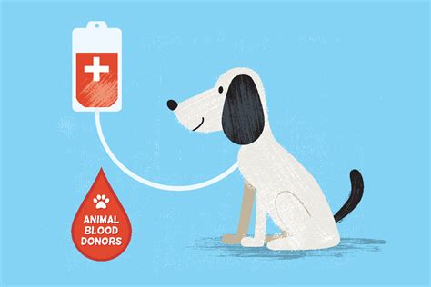 Dog Blood Donation | All The Information & How To Help