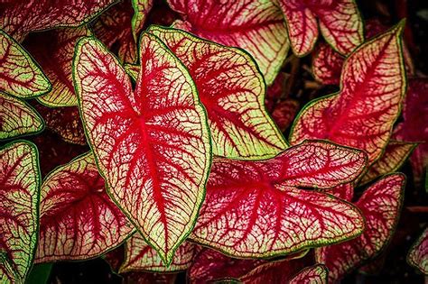 Caladiums Peacocks Of The Shade When It Comes To Adding Striking