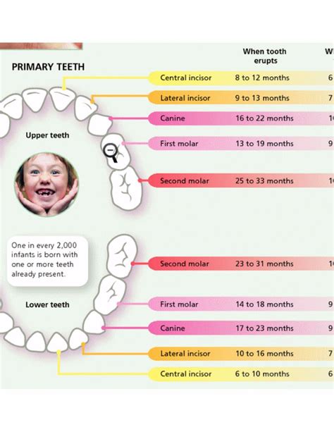 baby teeth chart 20 - screenshot - Template Lab