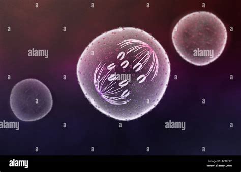 Mitosis telophase Banque de photographies et dimages à haute