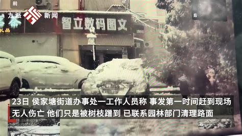 长沙一行道树被积雪压塌砸中3名路人，街道：无人伤亡，已联系相关部门清理