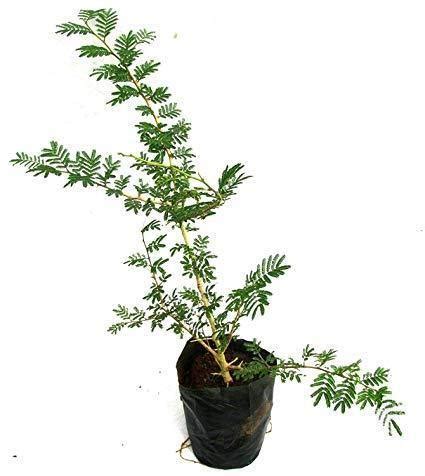 Buy Al Ghaf tree – National Tree Of UAE Online Dubai | Plantsworld.ae