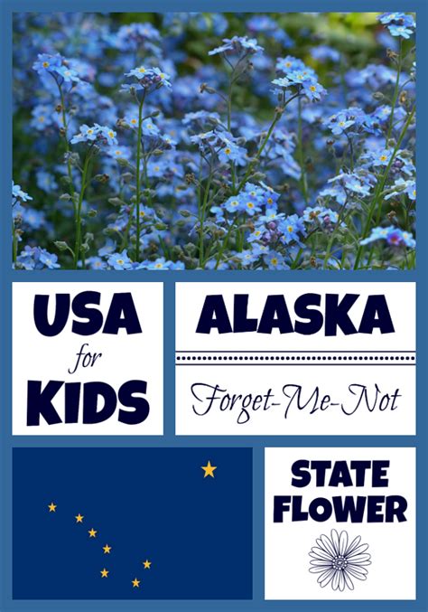 Alaska State Flower - Forget-Me-Not by USA Facts for Kids