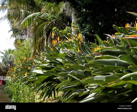 Bird of Paradise plant Stock Photo - Alamy