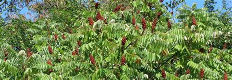 Le Sumac De Virginie Tiger Eyes Rhus Typhina Est Le Nouveau Produit