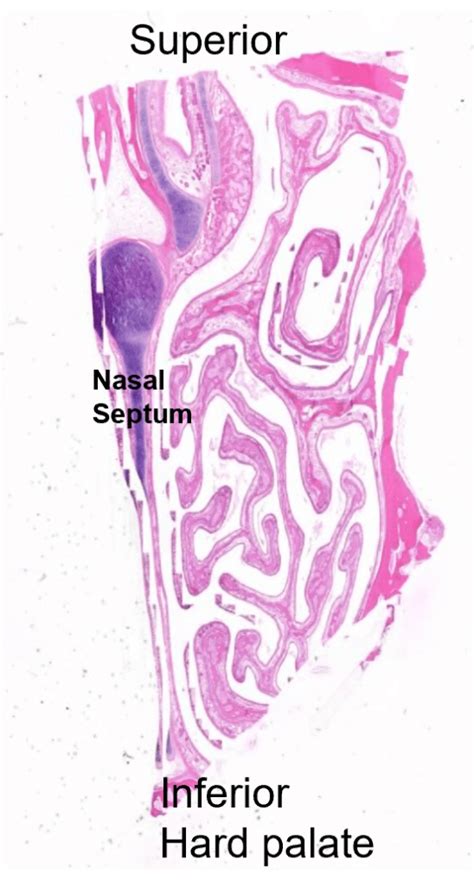 Respiratory System – Histology Education