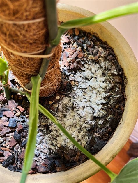 How to Get Rid of Fungus Gnats — STUMP ‣ PLANTS · WARES · COMMUNITY