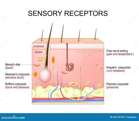 Skin Sensory Receptors Cross Section Of Humans Skin Layers Vector