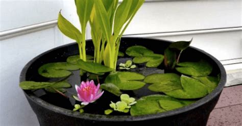 Plantas aquáticas conheça 5 grupos e suas características