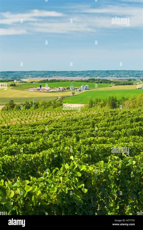 Annapolis Valley Vineyards Near Wolfville Nova Scotia Canada Stock