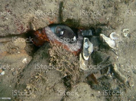 Gloomy Octopus Octopus Tetricus Common Sydney Octopus In Sydney ...