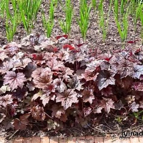 Bol Heuchera Micrantha Palace Purple Purperklokje