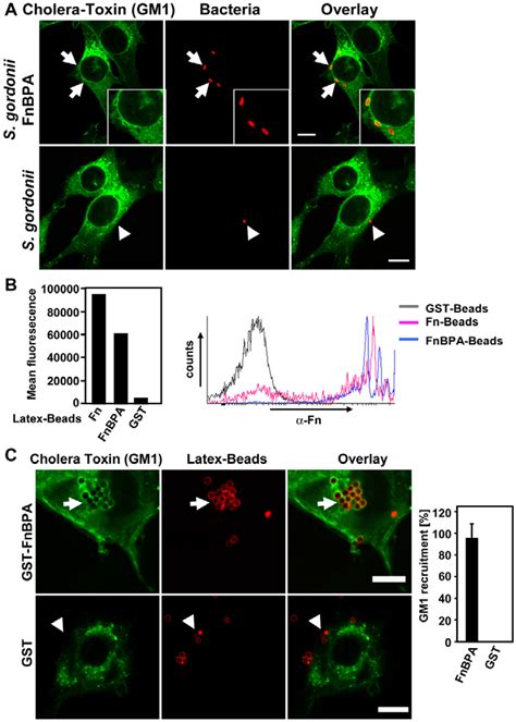 Fibronectin Binding Protein Together With Fibronectin Is Sufficient For Download Scientific