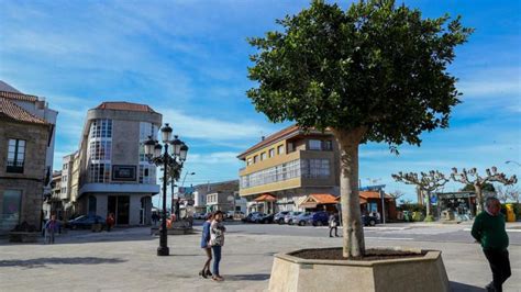 Cambados cambia las palmeras de la plaza del Concello por árboles con