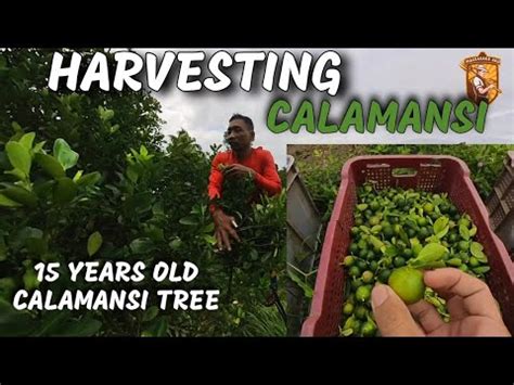 PAG HARVEST NG KALAMANSI Pwede Pa Palang Pabungahin Ang Matandang Puno