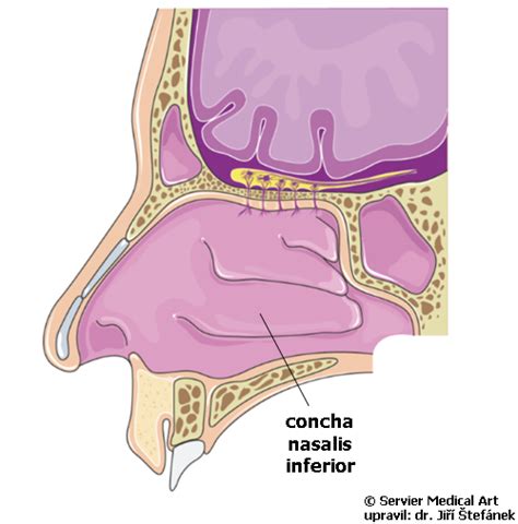 Concha Nasalis Inferior Medic Na Nemoci Studium Na Lf Uk