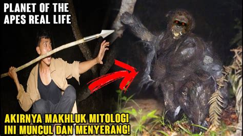 Berburu Orang Utan Purba Suka Makan Jeroan Manusia Part Youtube