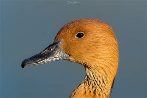 Fulvous Whistling Duck Dendrocygna Bicolor The Nature Admirer