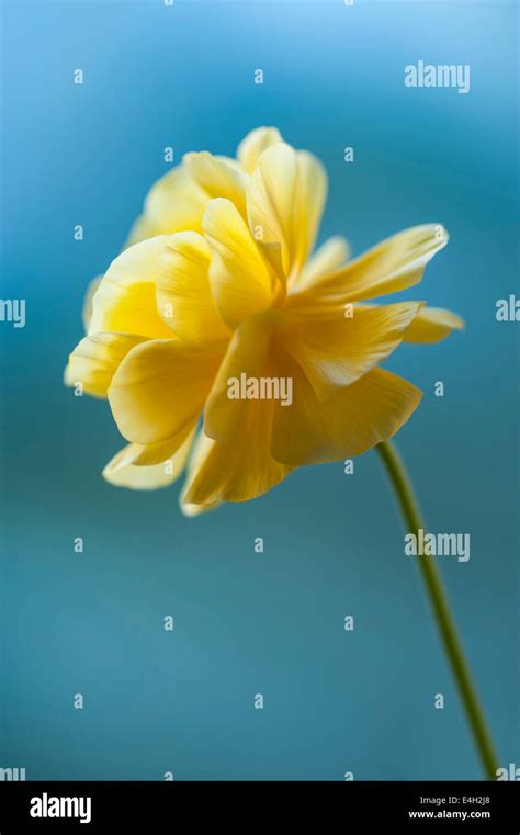 Ranunculus Persian Ranunculus Ranunculus Asiaticus Cultivar Stock