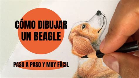 C Mo Dibujar Un Perro Beagle Realista Paso A Paso Youtube