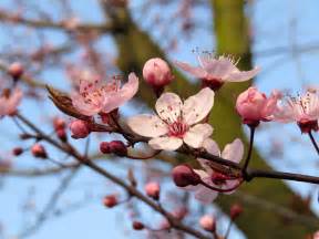 Kostenlose Foto Baum Natur Ast Bl Hen Frucht Blatt Blume