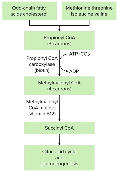 Disorders Of Amino Acid Metabolism Concise Medical Knowledge