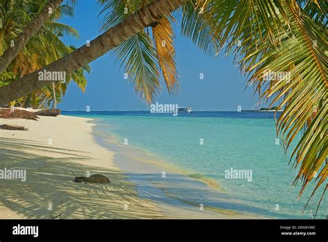 Vilamendhoo Maldives A Tropical Island In The Indian Ocean With Palm