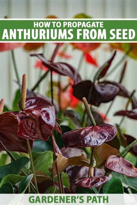 How to Propagate Anthurium Plants from Seed | Gardener’s Path