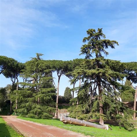 Il Parco archeologico del Colosseo è Green - italiani.it