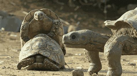 Make Love Tortoises  By Thirteenwnet Find And Share On Giphy