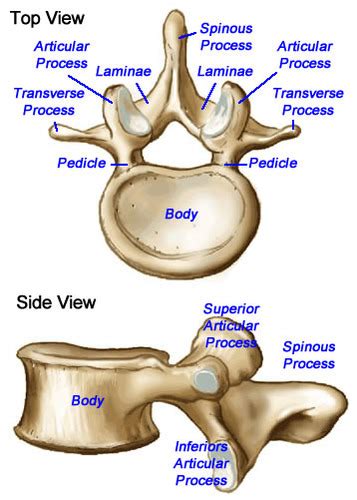 Lumbar Vertebra Flashcards Quizlet