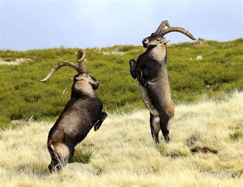 La Berrea de la Cabra montés un atractivo para Gredos Noticias