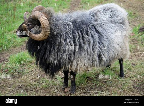 Rare Breed Sheep In Profile With A Dark Brown Head White Nose Black