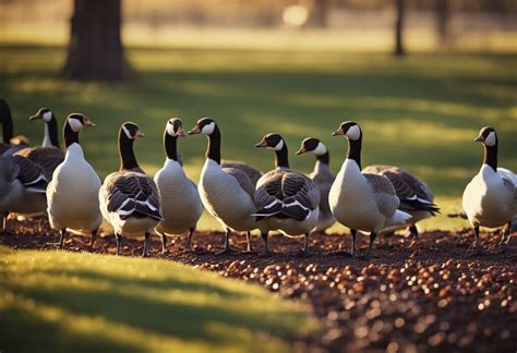 Can Geese Eat Raisins Everything You Need To Know