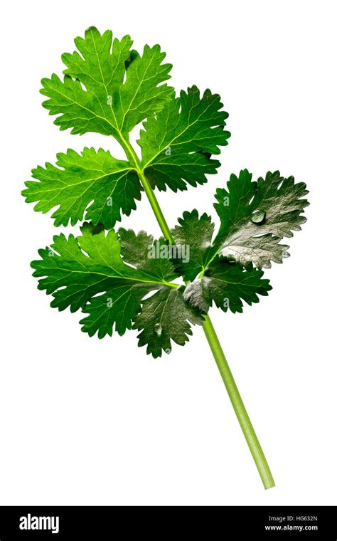 Fresh Coriander Or Cilantro Coriandrum Sativum Leaves With Stem