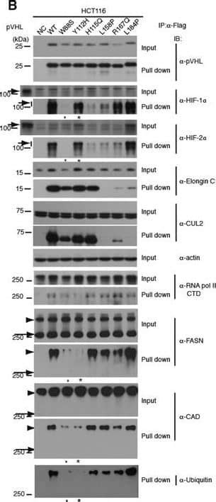 HIF 1 Alpha Antibody BSA Free NB100 479 Novus Biologicals