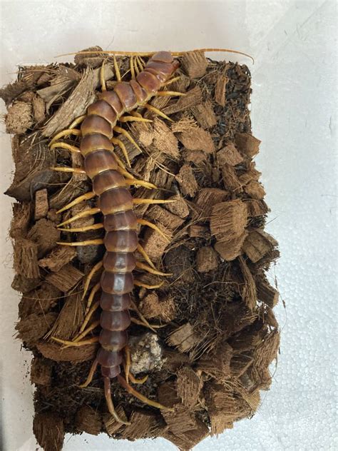 Scolopendra Gigantea Robusta Hot Sex Picture