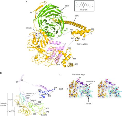 | Hs/AcPRC2 co-crystal structure. (a) Complex structure with EZH2... | Download Scientific Diagram