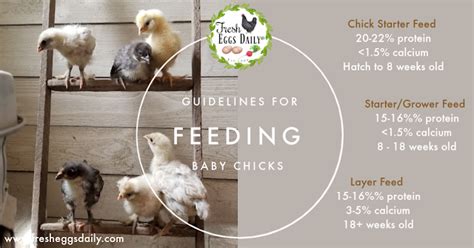 Guidelines for Feeding Baby Chicks | Fresh Eggs Daily®