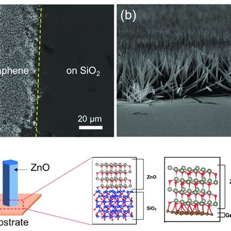 A Top View And B Tilted View Sem Images Of Zno Wires Grown On