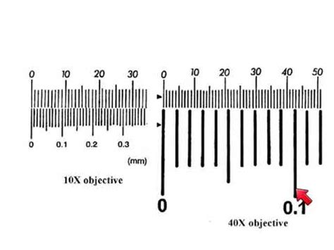 As Biology How To Calibrate A Microscope Youtube