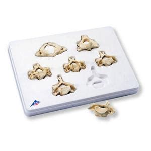 3B Scientific BONElike Vertebrae Sets Ward S Science