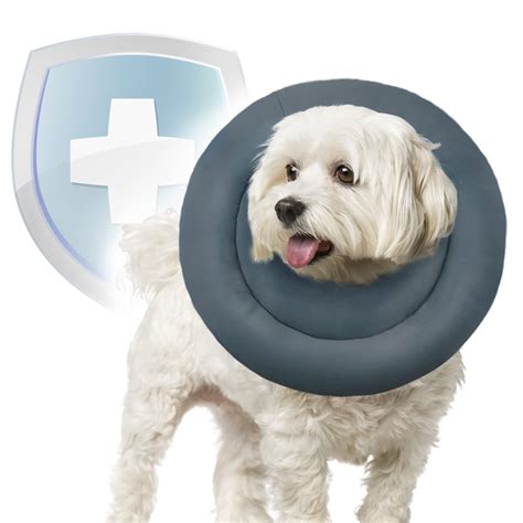 How Are Dogs More Protective Than Cats