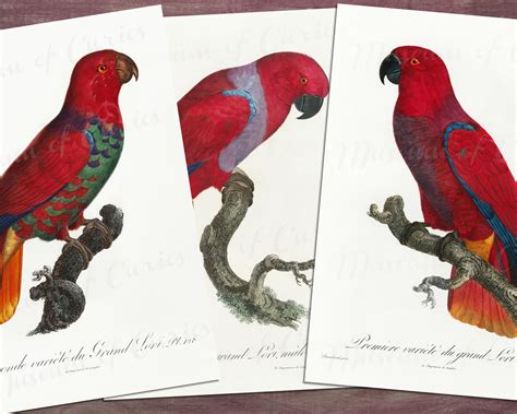 Digital 1800s Three Red Eclectus Parrots Prints Instant Download