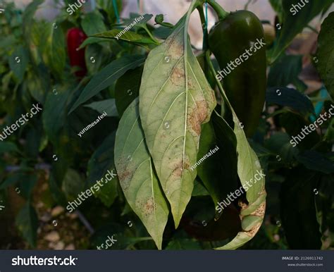 Powdery Mildew Disease On Pepper Plant Stock Photo