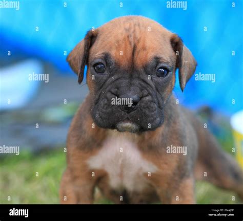 Cute Boxer Puppy Stock Photo Alamy