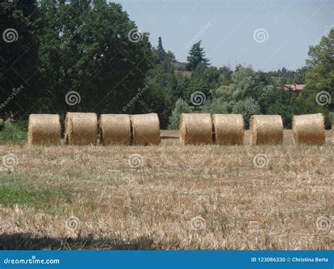 Round Bales Of Hay On The Grass Stock Photo Image Of Manual Farm