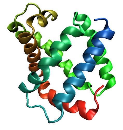 Difference Between Globin And Globulin Globin Vs Globulin