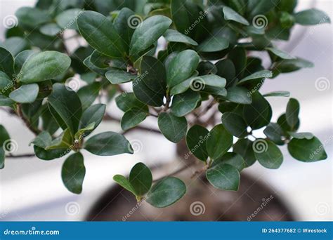 Toma De Conciencia De Una Planta De Ficus Microcarpa Foto De Archivo