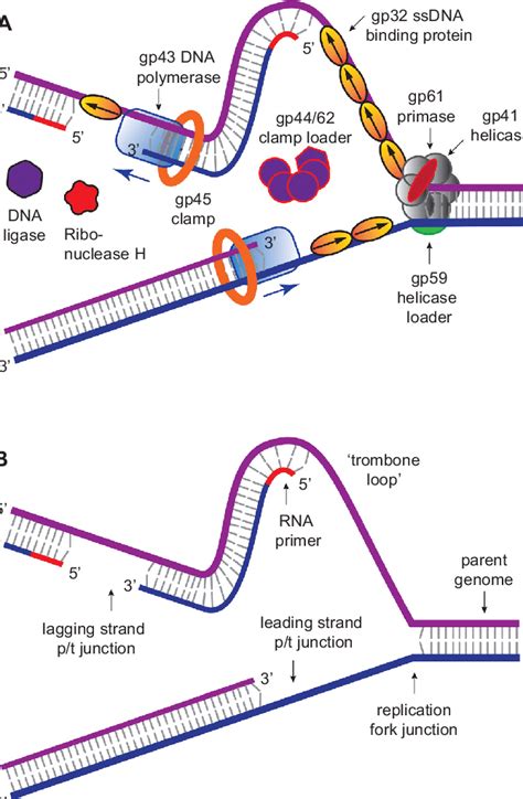 Schematic Views Of The T4 DNA Replication Complex With And Without Its